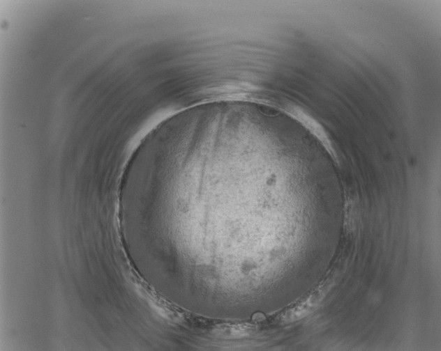 X0000066951051200603311437