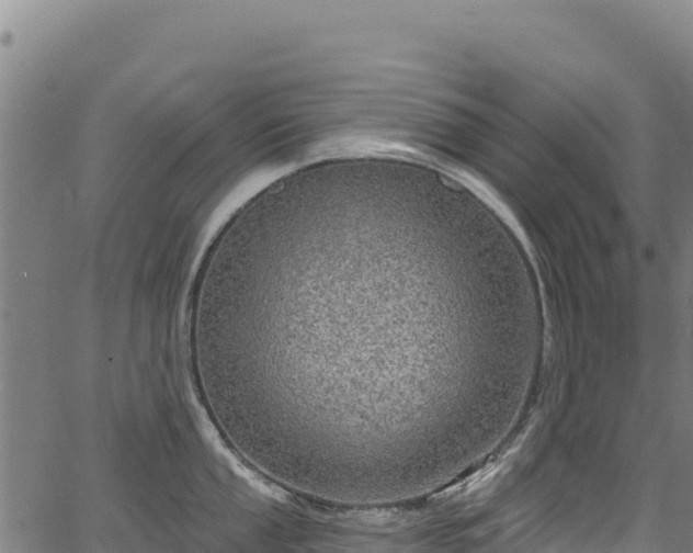 X0000066951053200603311437