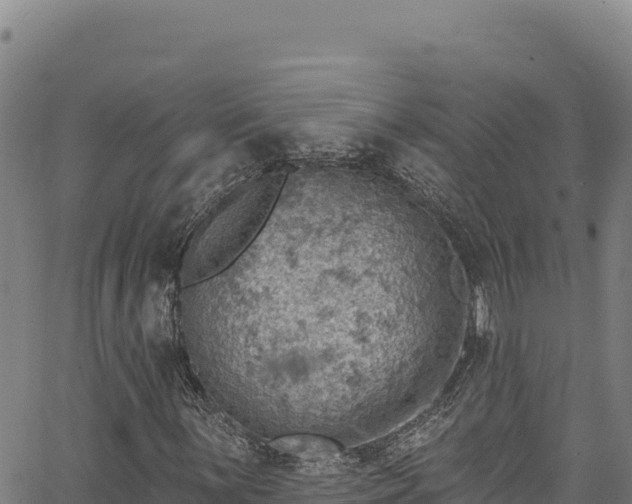 X0000066951059200603311437