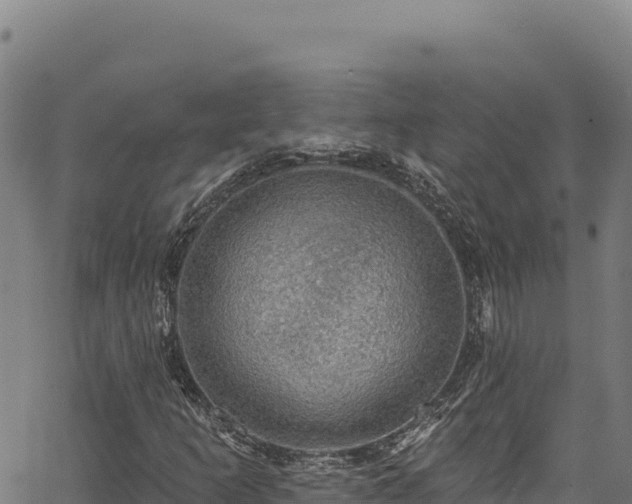 X0000066951253200603311433