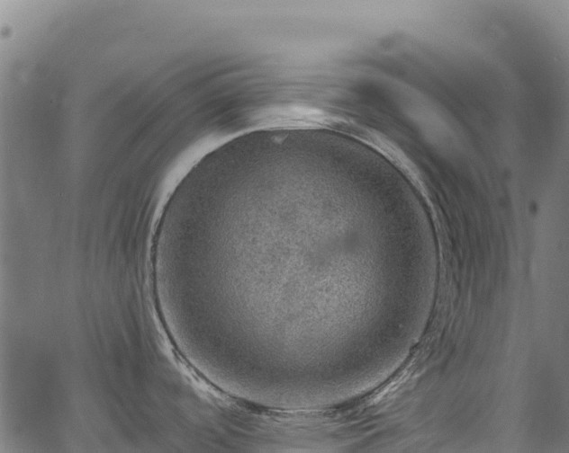 X0000066951488200603311430