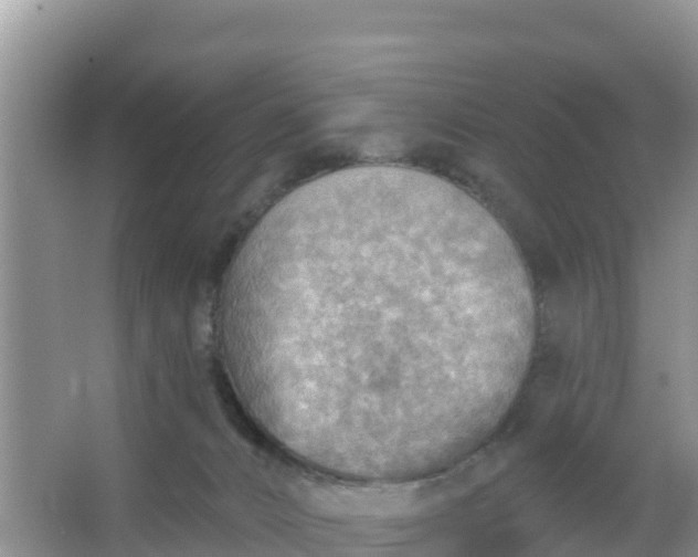 X0000066950032200604071950