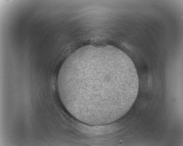 X0000066950038200604071950