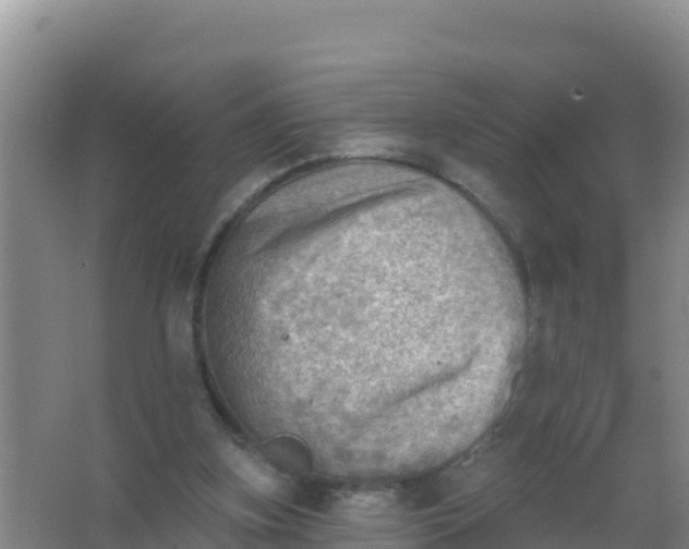 X0000066950155200604071947