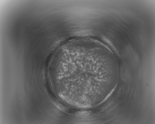 X0000066950161200604071947