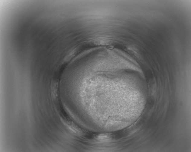 X0000066950171200604071948