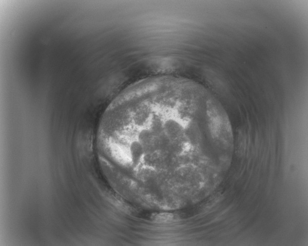 X0000066950230200604071946