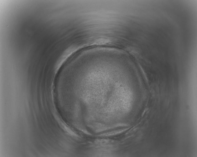 X0000066950242200604071945