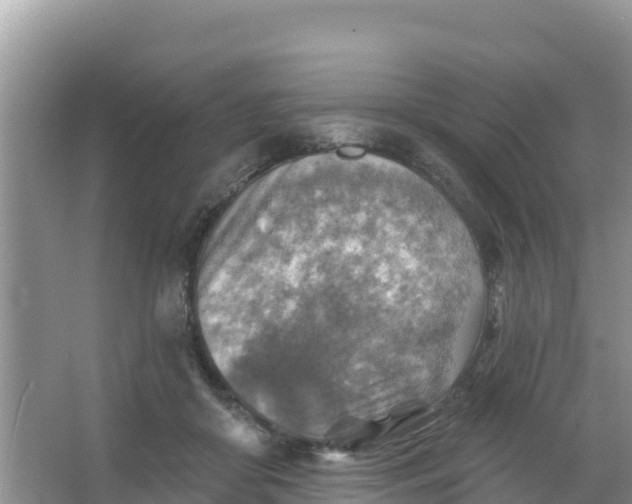 X0000066950410200604071943