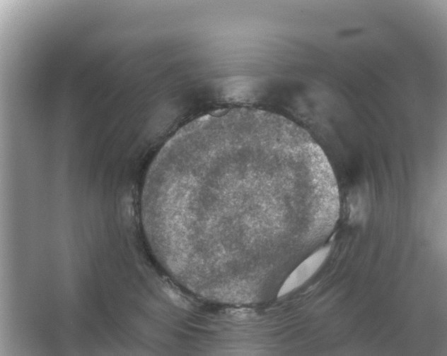 X0000066950424200604071943