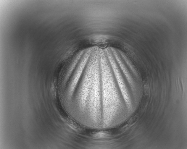 X0000066950460200604071943