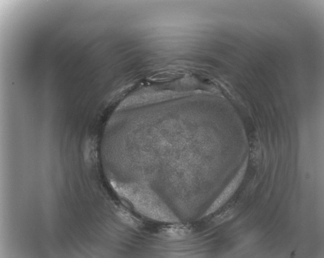 X0000066950466200604071943