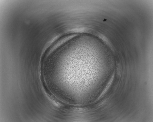 X0000066950486200604071942