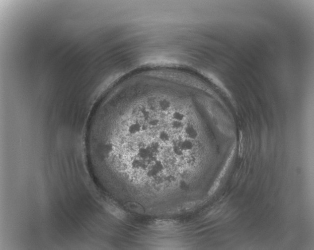 X0000066950487200604071942