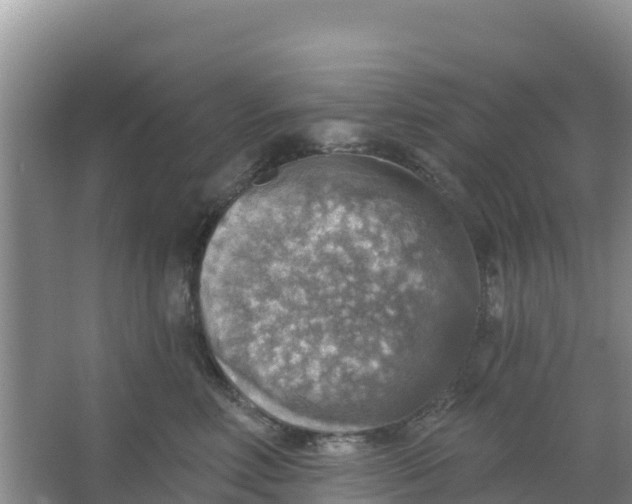 X0000066950618200604071940