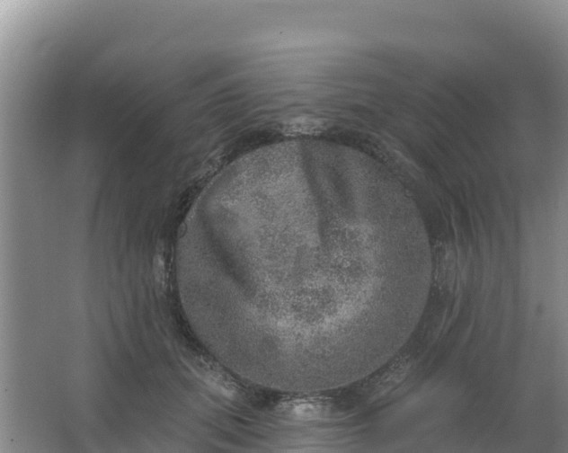 X0000066950655200604071940