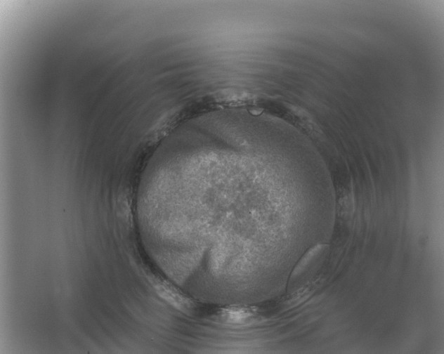 X0000066950662200604071940