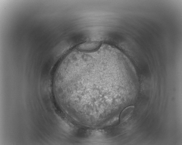 X0000066950683200604071939