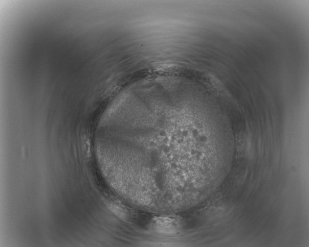 X0000066950703200604071938