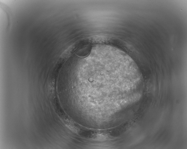 X0000066950737200604071938