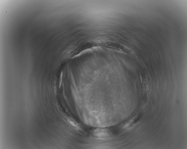 X0000066950762200604071938