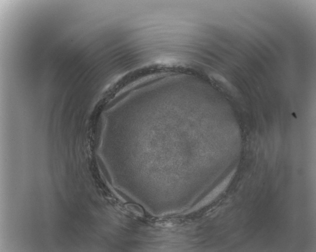 X0000066950776200604071937