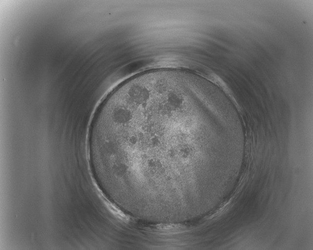 X0000066950795200604071937