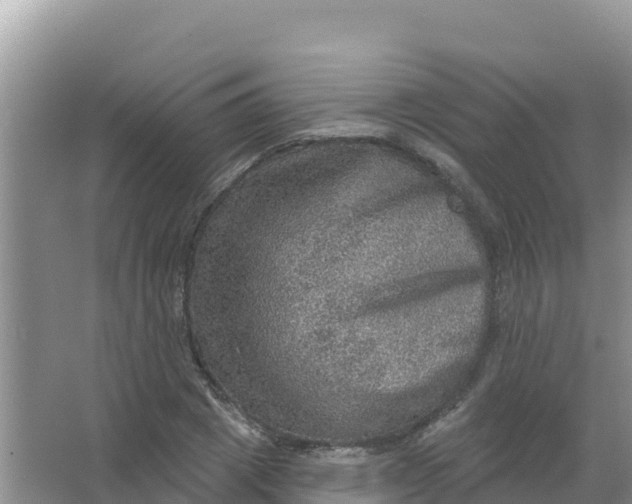 X0000066950833200604071936