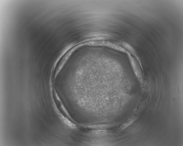 X0000066950859200604071936