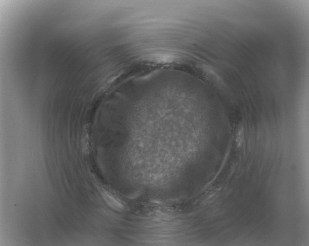 X0000066950868200604071936