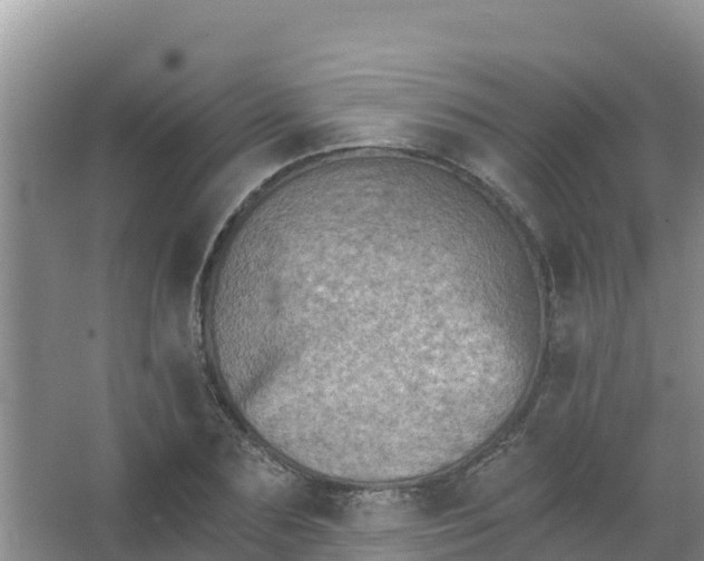 X0000066950883200604071935