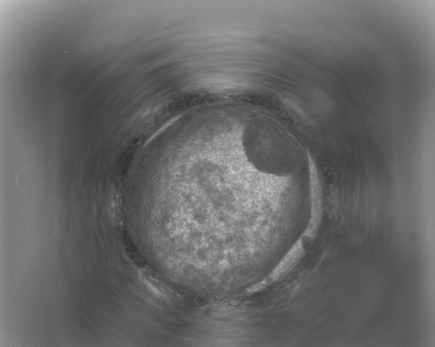 X0000066950917200604071934