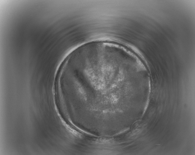 X0000066950951200604071935