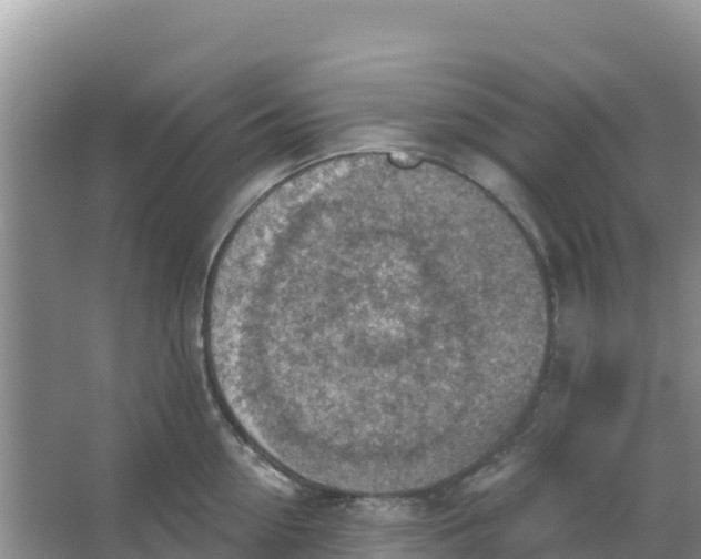 X0000066950954200604071935