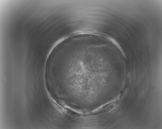 X0000066951146200604071932