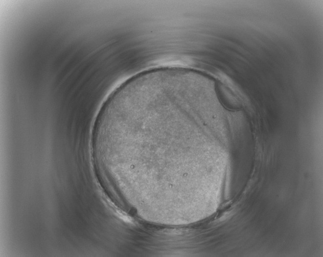 X0000066951240200604071930