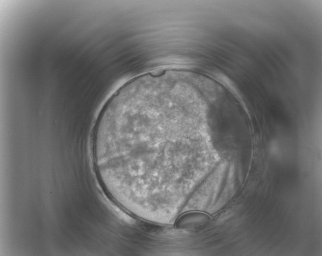 X0000066951243200604071930