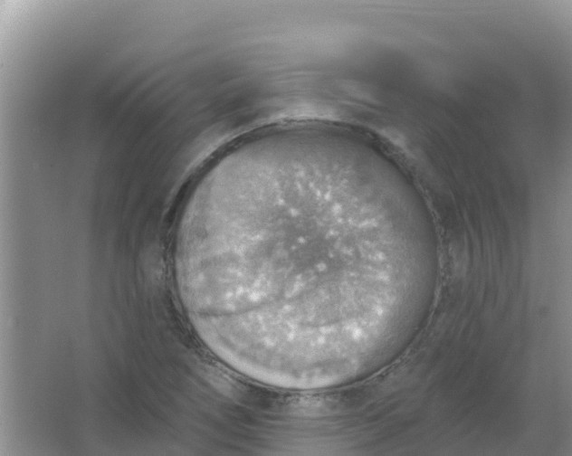 X0000066951266200604071929