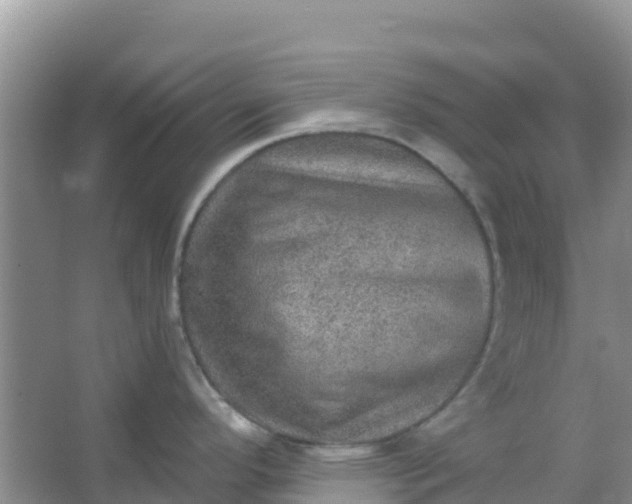 X0000066951296200604071928