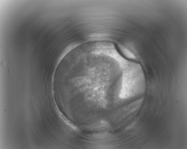 X0000066951386200604071927