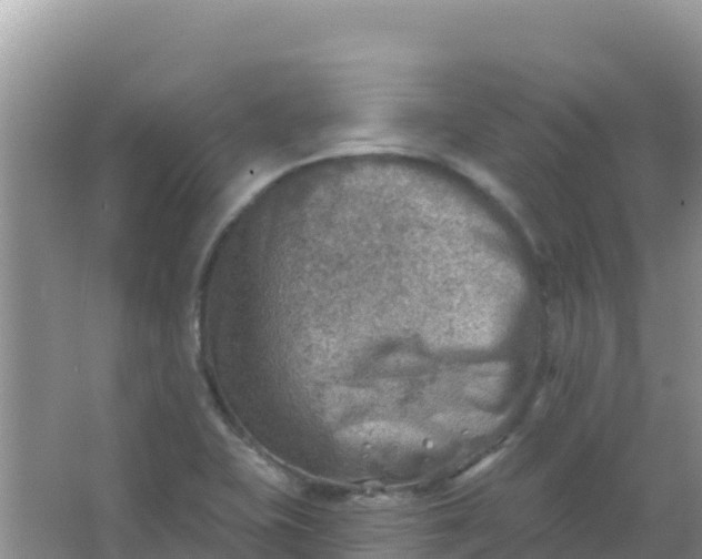 X0000066951415200604071926