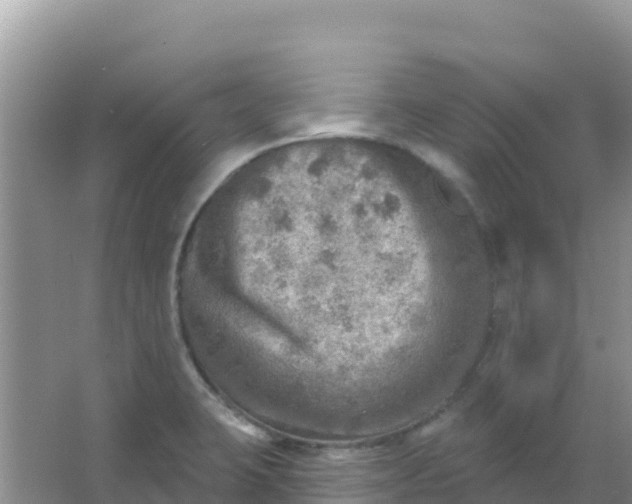 X0000066951423200604071926