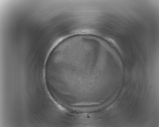 X0000066951424200604071926