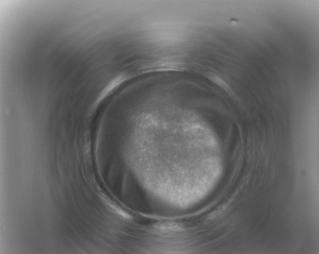 X0000066951450200604071926