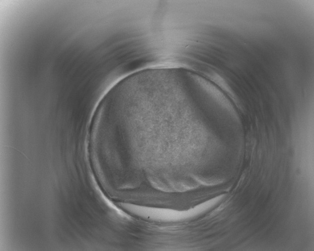 X0000066951484200604071925