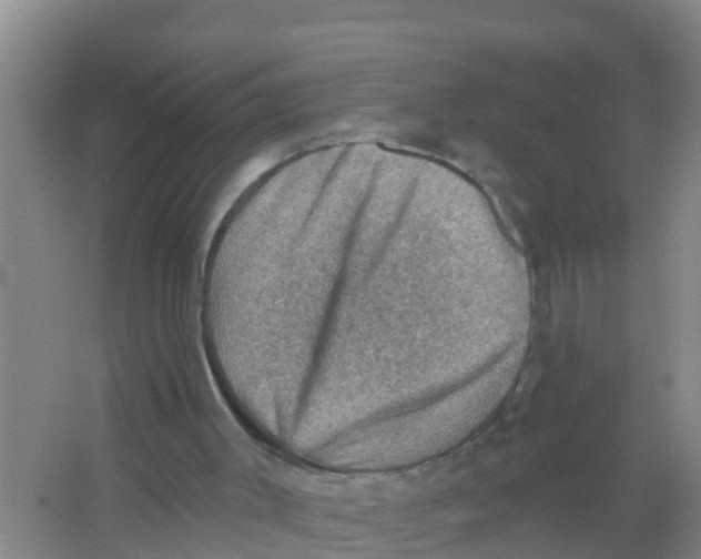 X0000066950003200604142101