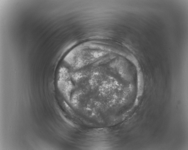 X0000066950050200604142100