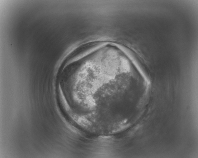 X0000066950055200604142100