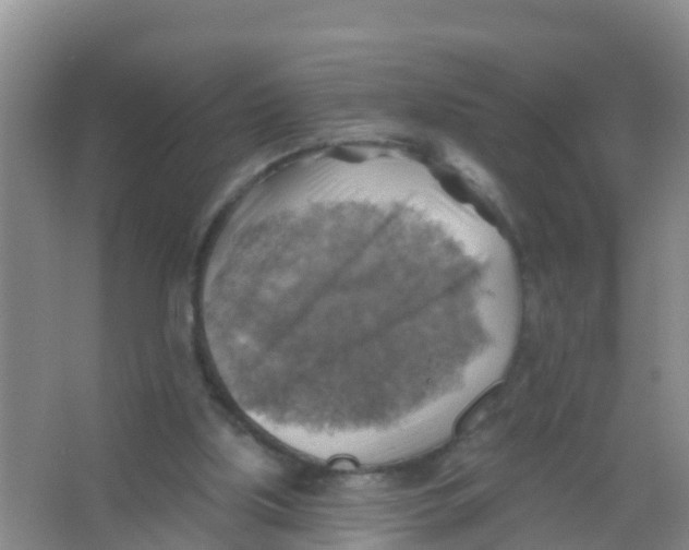 X0000066950059200604142100