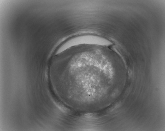 X0000066950064200604142100